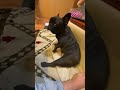 短い足を惜しみなく披露する犬。フレンチブルドック飼いたい人へ shorts