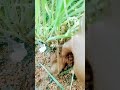 கஷ்டப்பட்டு உழைக்கும் உழைப்பாளிக்கு விவசாயம் vivasaye agriculture youtubeshorts farming