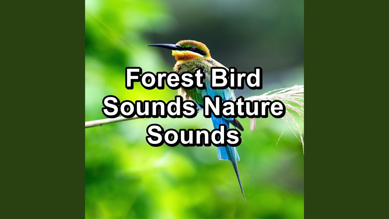 Forest Bird Sounds For A Cozy Night Peaceful For Meditation Youtube Music