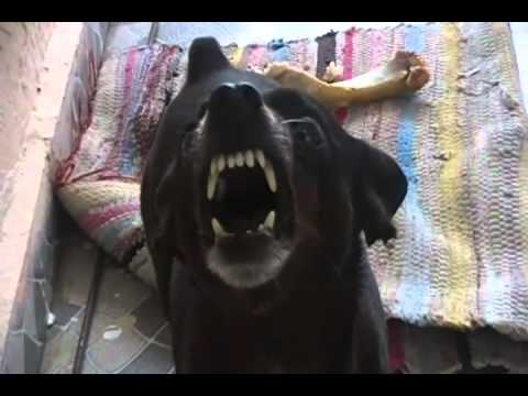 Funny Angry Dog Youtube
