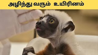 அழிந்து வரும் உயிரினம் | facts in Tamil | info Tamil | minutes mystery #shorts