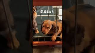 【生後2ヶ月】ダックス子犬の3つ子育児にお疲れの母犬ぴーちゃん#shorts #ミニチュアダックス #子犬 #takmusic