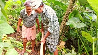 പന്നി തിന്നാത്ത കിഴങ്ങ് ഞാനും അച്ഛനും കിളച്ചെടുത്തു