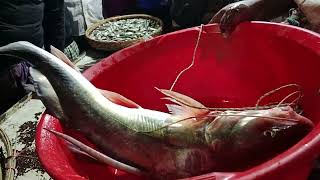 মেঘনা নদীর তাজা আইর,রুই মাছের নিলাম,,#deshimach #fishi #fishing