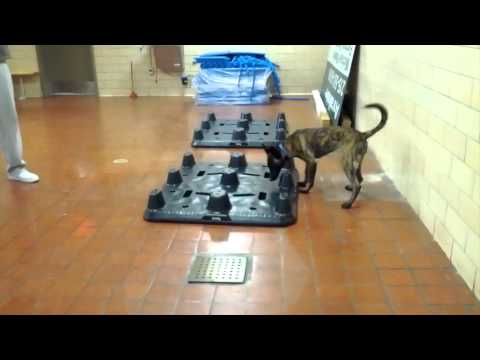 Puppies Train To Be Drug and Bomb Search Dogs at Penn Vet Puppies Train To Be Drug and Bomb Search Dogs at Penn Vet