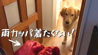 雨カッパを着てお散歩に行きたくない！