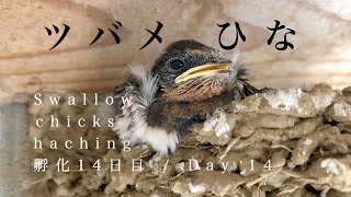 ツバメ【孵化14日目】羽もしっかりして動かせるよ/あごも赤く色が付いてきたよ/Swallows chick hatched!!! DAY14