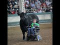 cow whisperer boy in wheelchair leads steer melts hearts