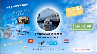 ✈️Hong Kong to Amsterdam #寵物移民 [毛孩跟身飛][寵物跟身飛]香港飛荷蘭[Fluffy Kissie in UK][狗狗跟身飛]