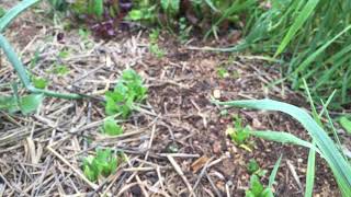 Achillea millefolium border, Spinach, Spinacia oleracea, and Salad Mix