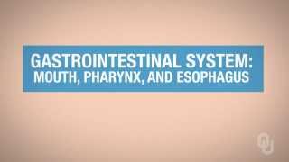 Human Physiology - Functional Anatomy of the Mouth, Pharynx, and Esophagus