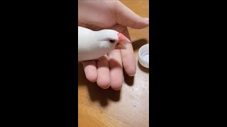 【白文鳥】ブチギレ！！からの... 【Java sparrow】すず #shorts