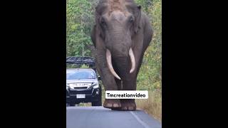 நம்ம வாழ்கை எத நோக்கி போகுதுனு தெரியல #funnyanimals 🐘🐘🐘🐘#comedyvideos #subscribemychannel