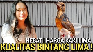 CANTIK DAN BAIK ! TETEH PENJUAL MURAI BATU, BELI 1 DAPAT 2, TERMURAH DI BABEH KICAU JAKARTA