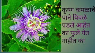 कृष्णकमळ खराब झाले असेल तर काय करावे?@happa gardening