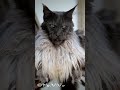 the king of all maine coons. mrvivo