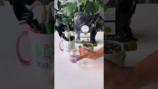 Repotting Pilea Peperomioides | Chinese Money Plant repotting