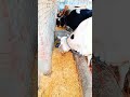 cow lover lumpy skin deases save cow feeding #short #viral