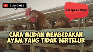 TIPS || CARA MUDAH MEMBEDAKAN AYAM YANG TIDAK BERTELUR DAN BERTELUR