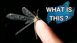 Antlion: Larva and Adult | Where can you find an antlion larva? Antlion life cycle, ant lion Stages