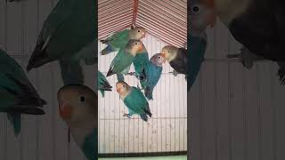 chirping of love birds | enjoying parblue