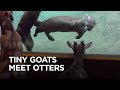 Tiny Goats Visit River Otters