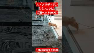 【ル・メリディアンバンコク】犬猫ペットOKホテルなのか? 16Mar2024 #shorts #bangkok #thailand #lemeridien #dog #cat #猫