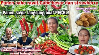 PANEN CABE RAWIT,CABE BESAR,STRAWBERRY DAN BERMACAM\