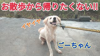 帰宅拒否 お散歩から帰りたくないよ～ の大型犬ごーちゃん