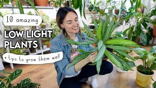 TOP 10 Low Light Houseplants + Helping Them Thrive at Home 🪴