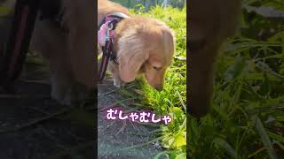 【ミニチュアダックス】冬の井の頭公園 #dog #犬のいる暮らし #ミニチュアダックス #大きめミニチュアダックス  #ミニチュアダックスフンド