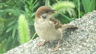 スズメをガラス越しに撮影　Sparrow in Japan