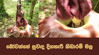 බෝවත්තේ සුවඳ දිගහැරී කිඩාරම් මල