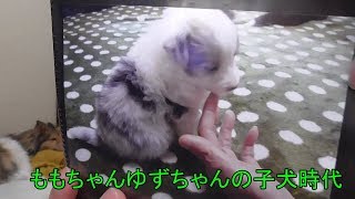 【可愛いシェルティ】ももちゃんゆずちゃんのお里