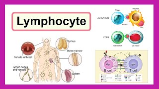 lymphocyte