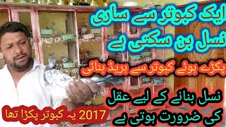 7 Number Breed ka shoq kryn///2017 میں پانچ کبوتر پکڑے تھے ///Dostana pigeon club///