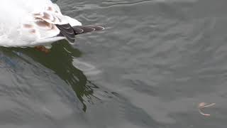 ユリカモメ冬羽　Black-headed Gull （百合鴎、学名：Larus ridibundus）チドリ目カモメ科　DSCN7959