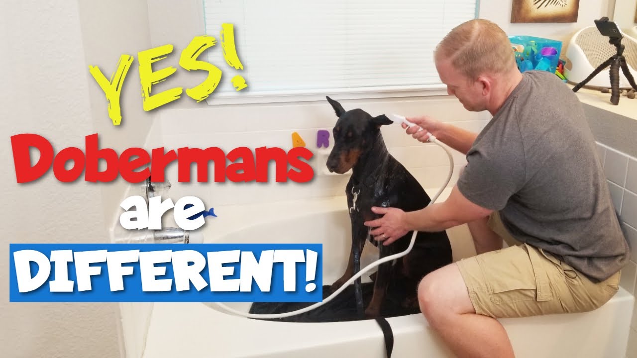 STOP Bathing Your Doberman Like Every Other Dog!