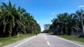 Palm Oil Trees Across the Malaysian Roads || Countryside Roads in Penang, Malaysia