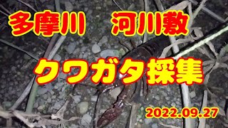 【昆虫採集】多摩川河川敷クワガタ採集(2022.09.27)