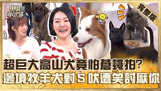 叫工讀生出來！超巨大高山犬竟怕蒼蠅拍？邊境牧羊犬不給面子狂對小Ｓ吠遭笑：牠討厭你！【#小姐不熙娣】20250217 完整版 EP749 林予晞 王渝萱