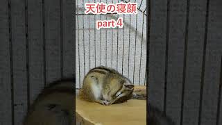 しまりす「ポン吉」いつものです。【ペット】【シマリス】【Chipmunk】【Squirrel】【Kawaii】【Cute】