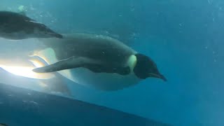 水中を泳ぐコウテイペンギン　名古屋港水族館　Emperor penguin swimming underwater