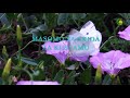 212 KUICHAMBUA HOTUBA YA GHADIR KHUM (2) Sheikh Kadhim Abbas