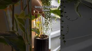 String of Pearls Chop Update #shorts #plants #houseplants #propagation #plantcar