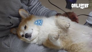 말도 馬세요.. 말들 사이에서 dog하다고 소문난 승마장 몽코치님이십니다..ㅣA Horse-Riding Coach Dog 'Mong'