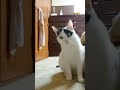 【うちの猫とキャッチボールロングver】 保護猫 キジトラ cats 猫のいる暮らし 猫あるある