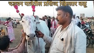 Chadachan Cattail fair ಚಡಚಣ ದನಗಳ ಜಾತ್ರೆ 2024|Khillar Breeding Bull|#khillarpremi#khillarbull