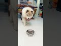 is it really that dumb 阿拉斯加犬这么笨吗？6个月了还不会坐下 pets funny cute animals puppy cutedog