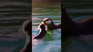 Adorable Baby Otter Learns to Swim for the First Time! 🦦💦 (Cutest Video Ever!)